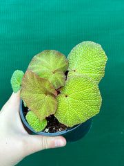 Begonia ‘Soli Mutata’