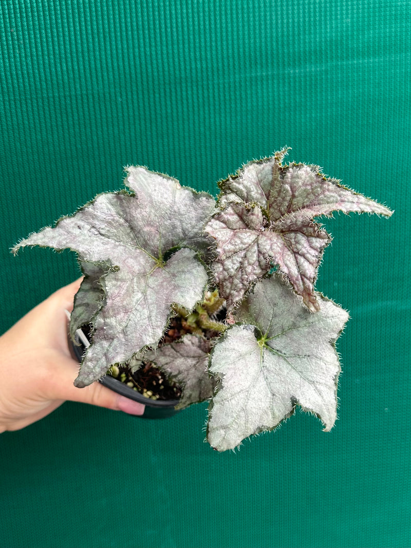 Begonia ‘Windemere’