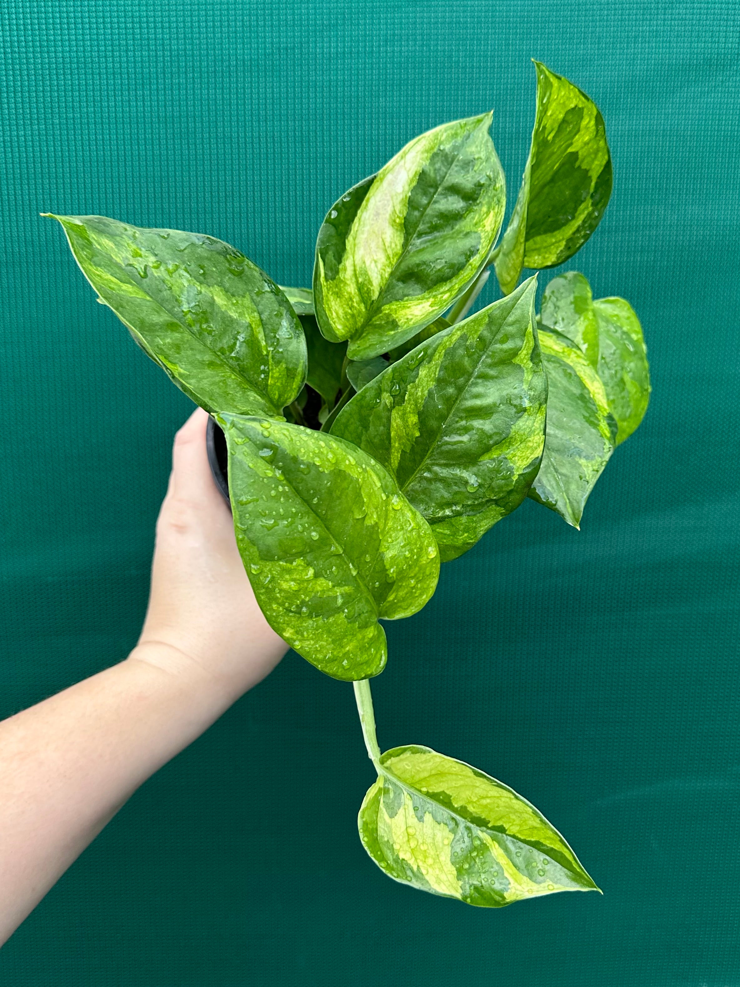 are pothos aroids Pothos 'Green Queen'