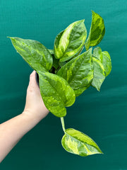 Pothos 'Green Queen’