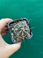 Thelocactus bicolour