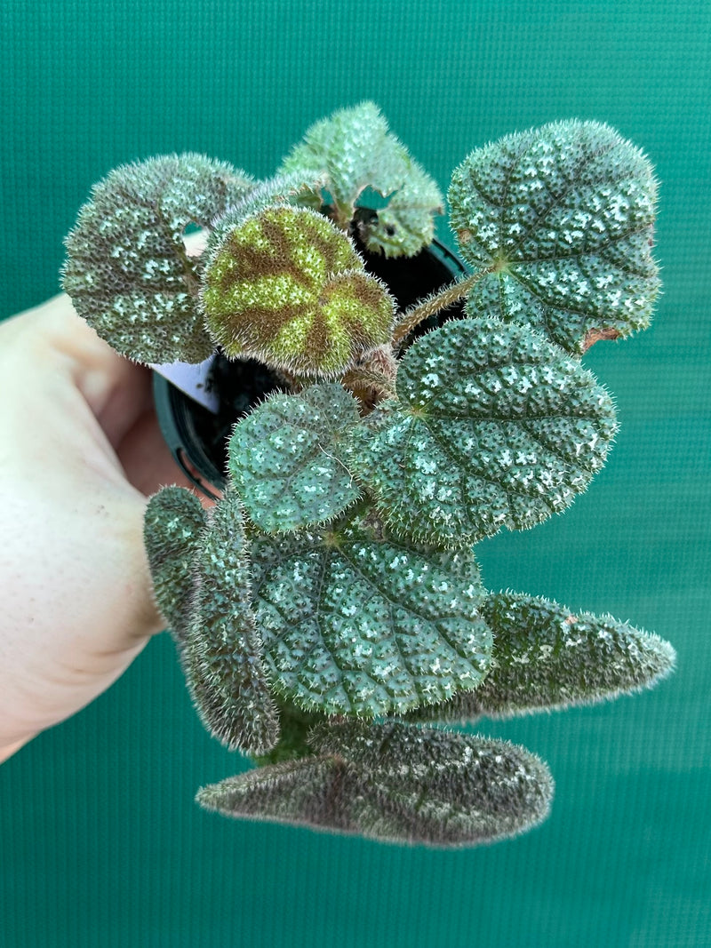 Begonia kui