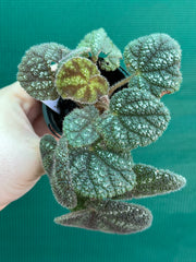 Begonia kui