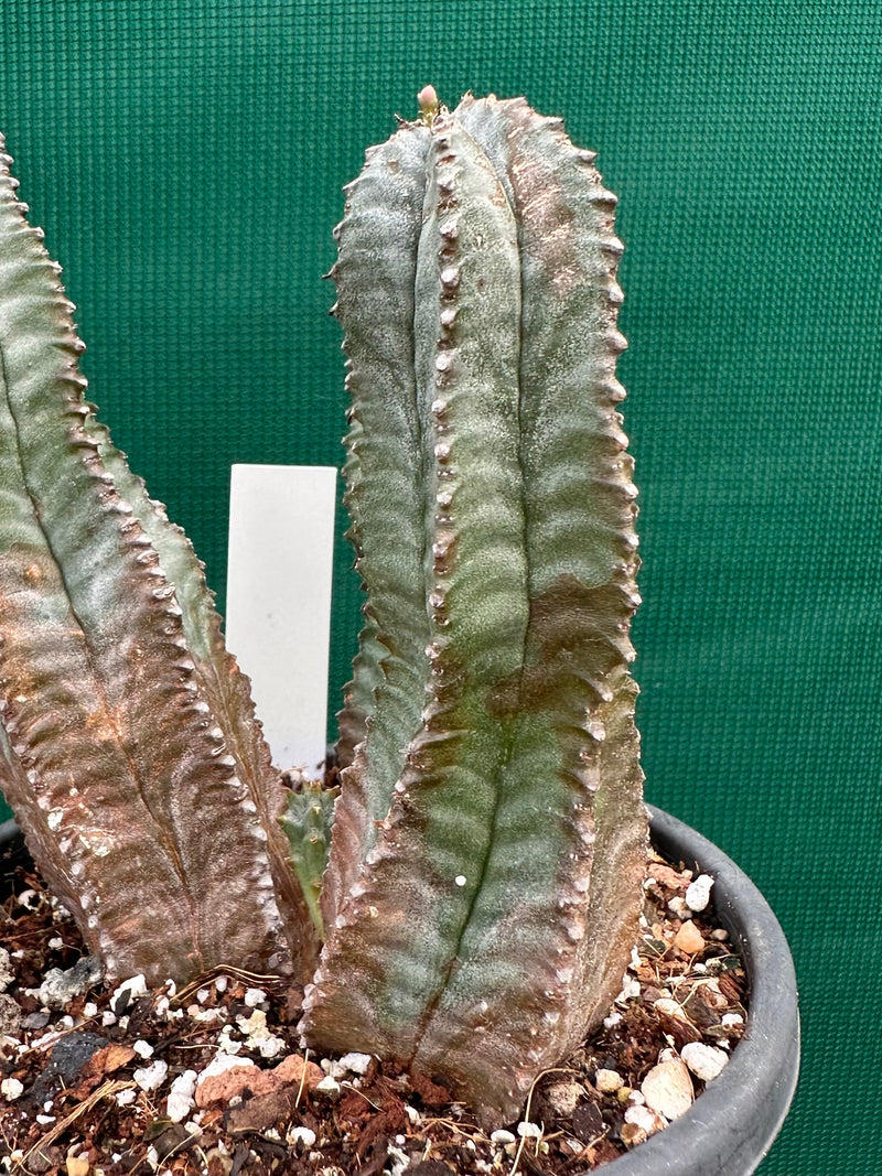 Euphorbia Horrida Hybrid NEW