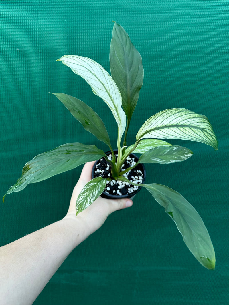 Spathiphyllum ‘Candle Light’
