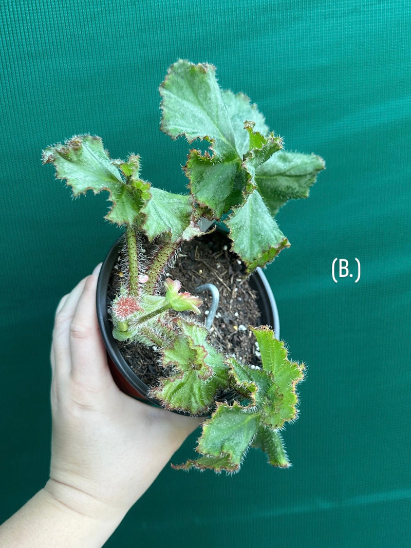 Begonia NOID 32