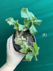 Begonia NOID 32