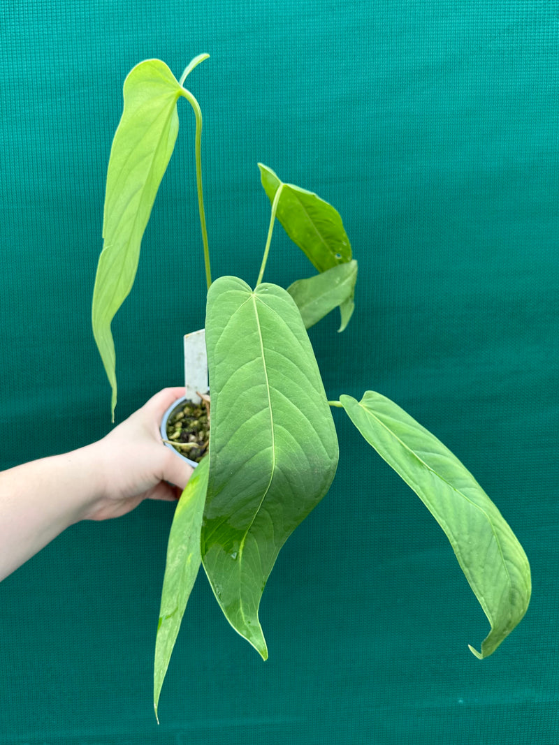 Anthurium ‘Panamense’ NEW