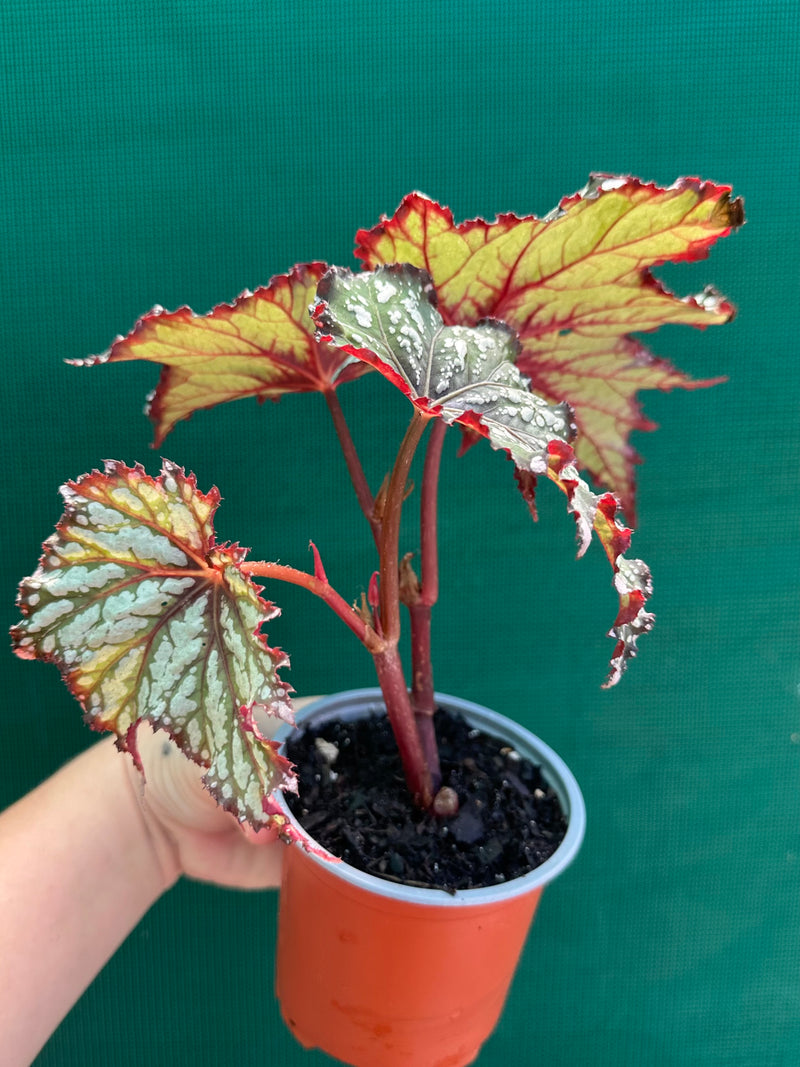 Begonia ‘Emerald Ice’