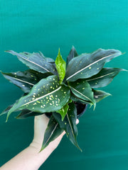 Aglaonema ‘Pink Dalmation’