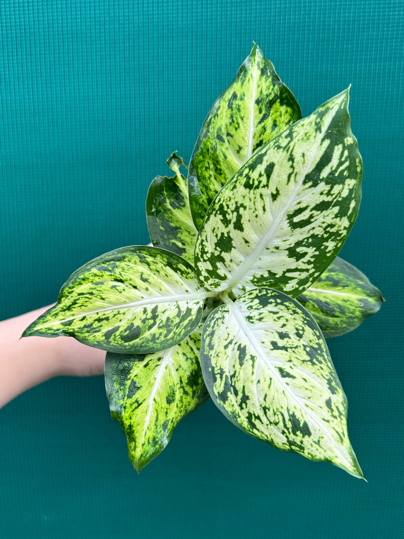 Dieffenbachia 'Amy' NEW | Aroids Australia
