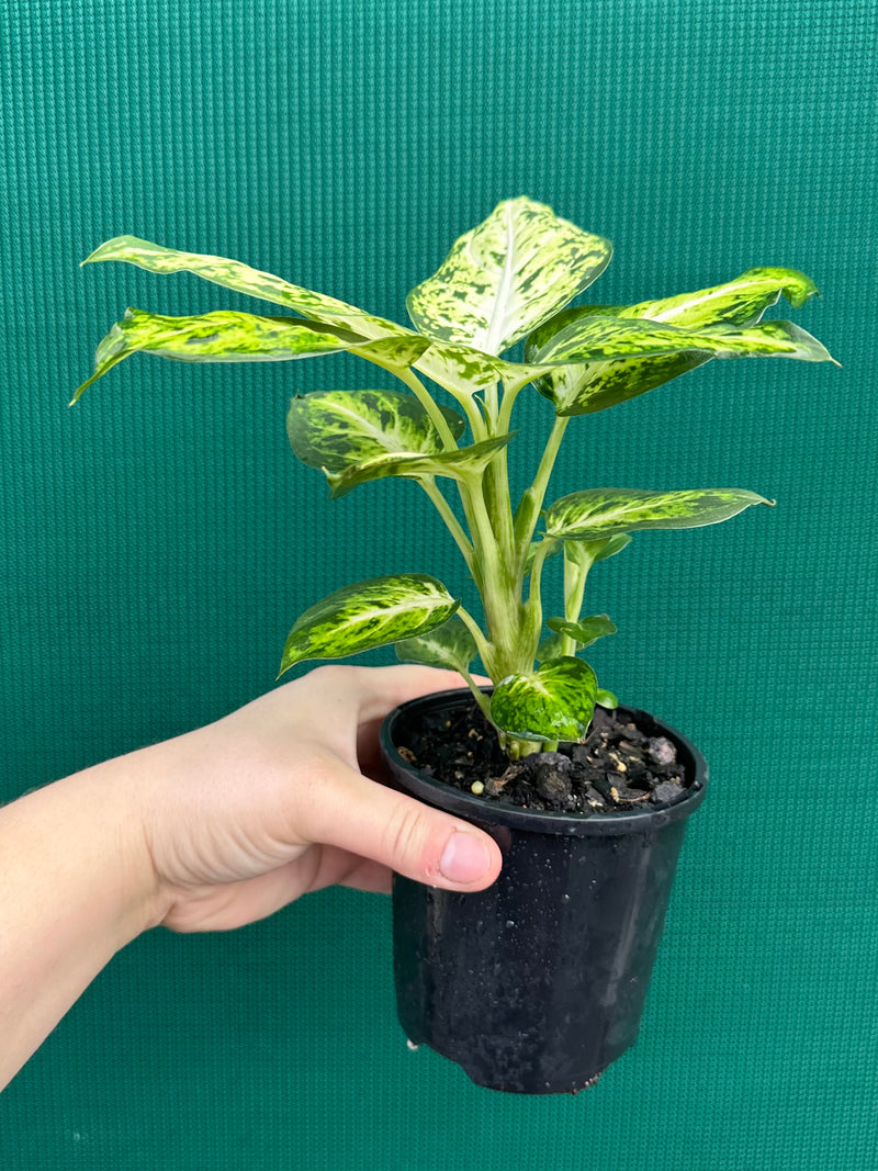 amy dieffenbachia Dieffenbachia 'Amy' NEW