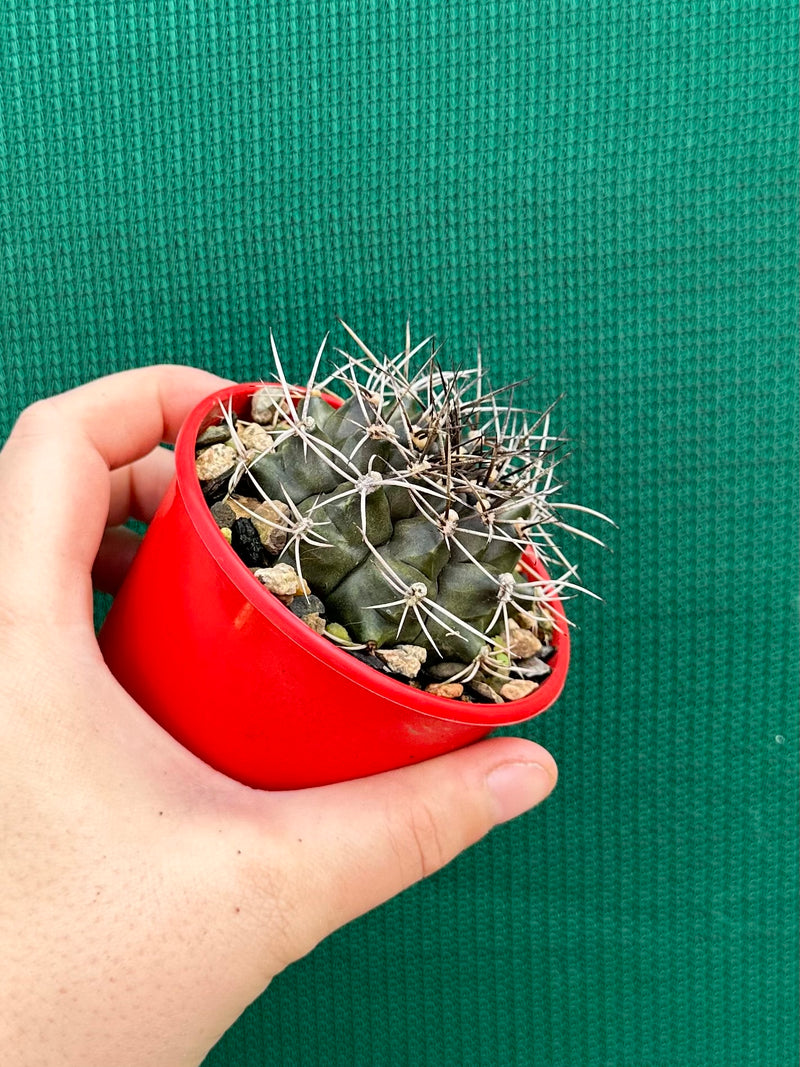 gymnocalycium (assorted)