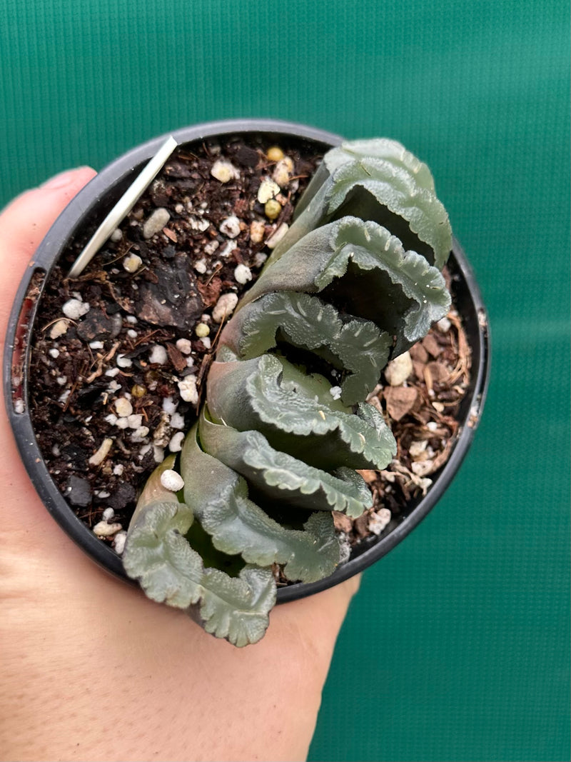 Haworthia truncata dark green NEW
