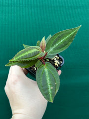 Monolena primuliflora NEW