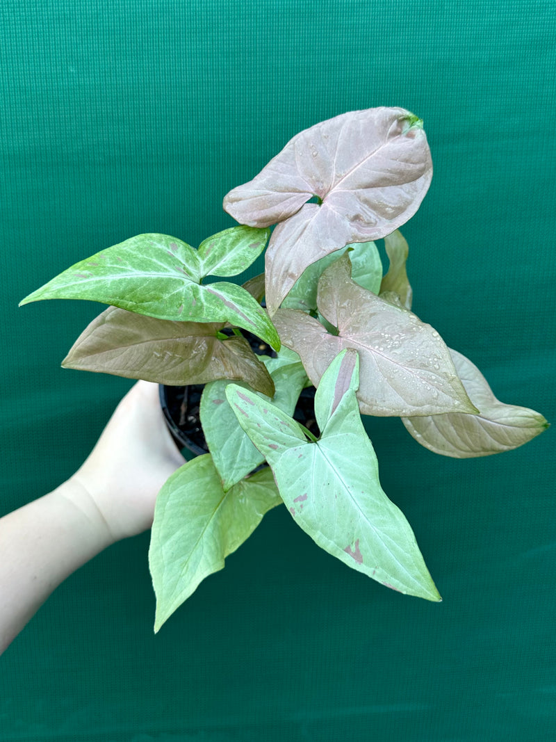 Syngonium 'Salmon Pink'