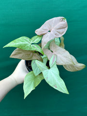 Syngonium 'Salmon Pink'