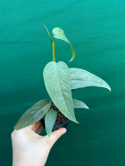 Epipremnum Pinnatum Cebu Blue