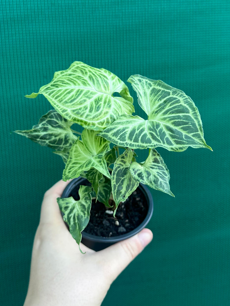 Syngonium podophyllum ‘Batik’