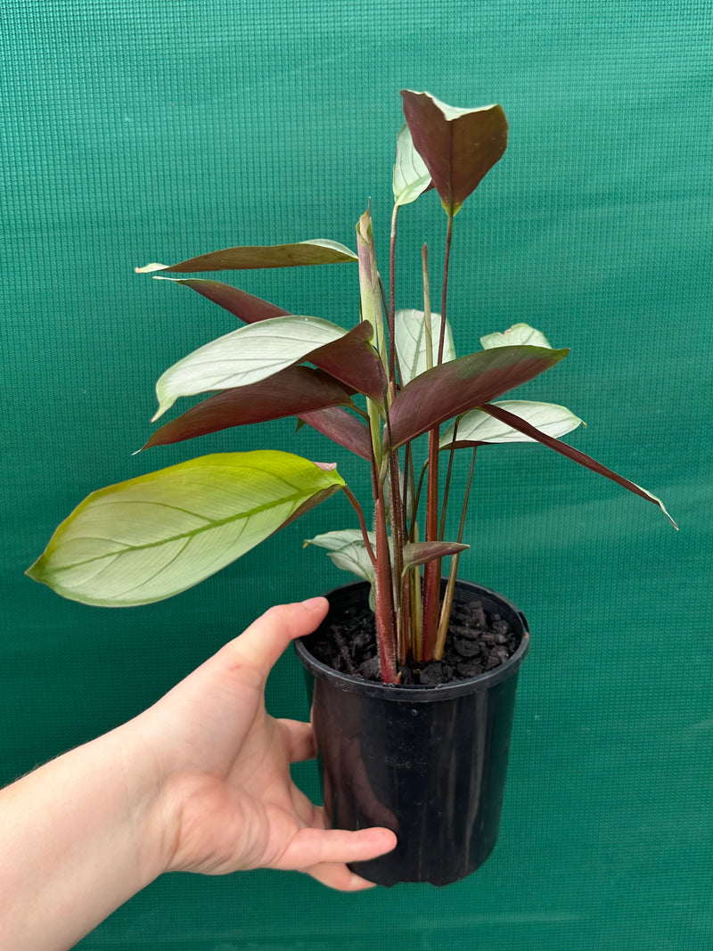 Ctnenanthe ‘Grey Star’ NEW