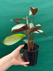 Ctnenanthe ‘Grey Star’ NEW