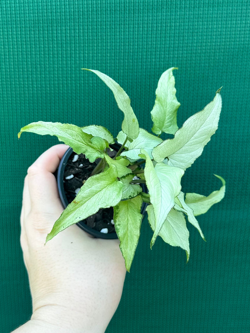 Syngonium ‘Silver Fox’ NEW
