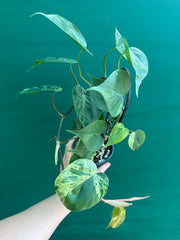 Philodendron Heart-leaf Variegated