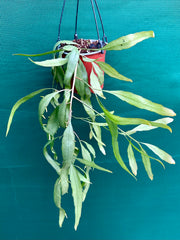 Ramulosa Green NEW
