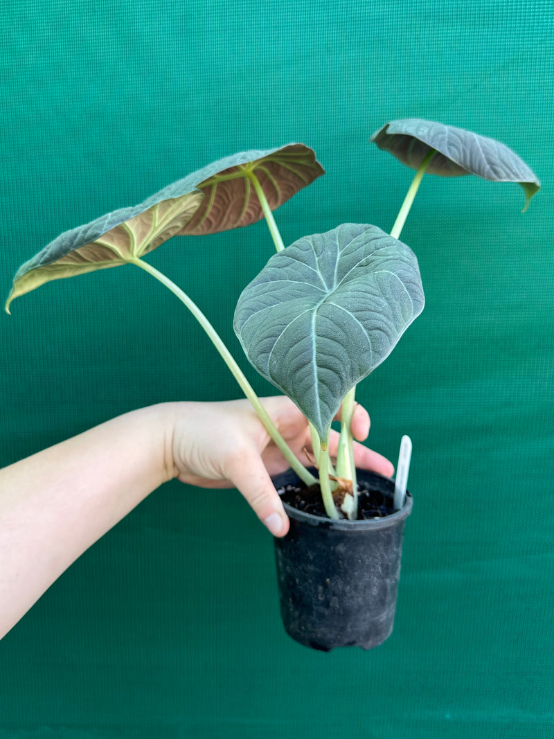 Alocasia ‘Inflos’ NEW