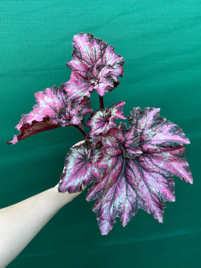 Begonia ‘Raspberry’