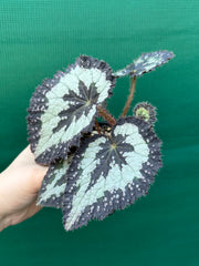 Begonia NOID 14