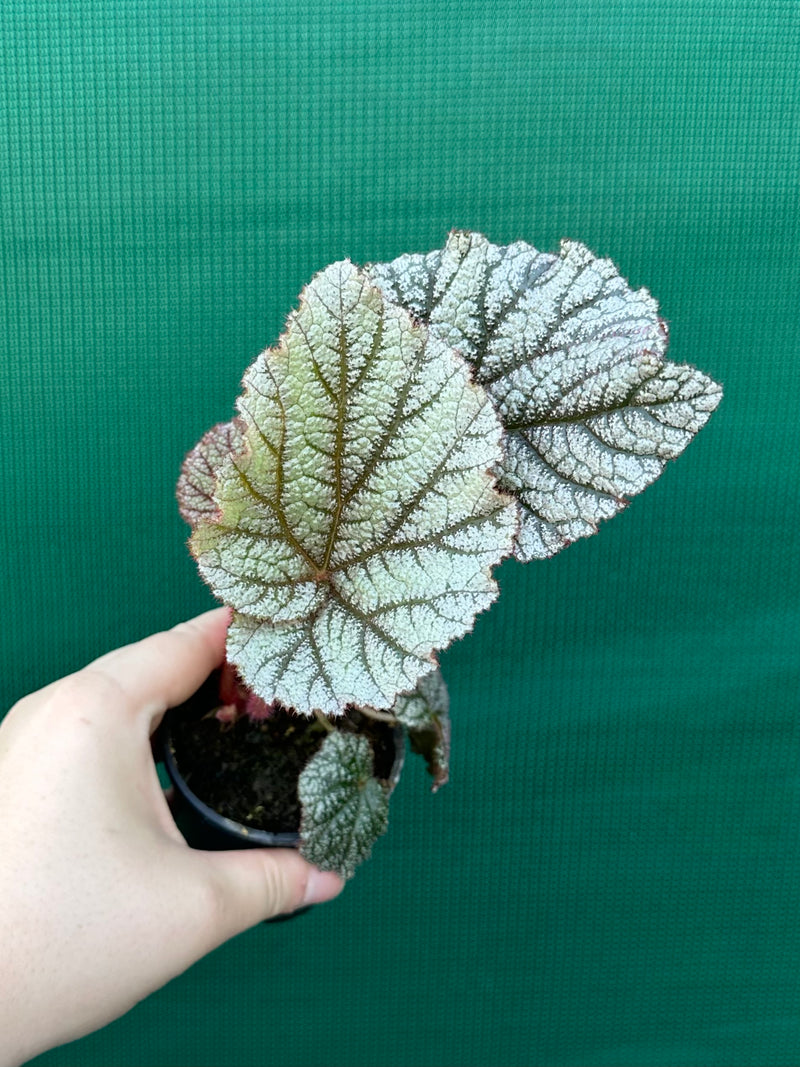Begonia ‘Wanda’