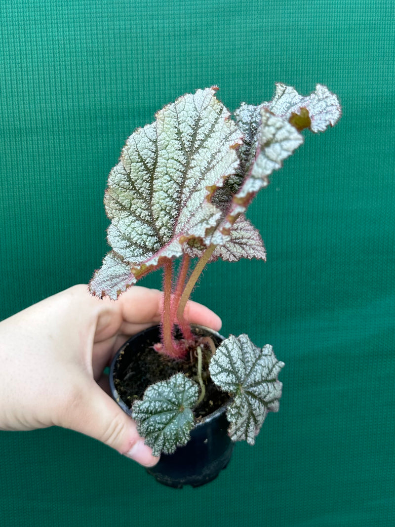 Begonia ‘Wanda’