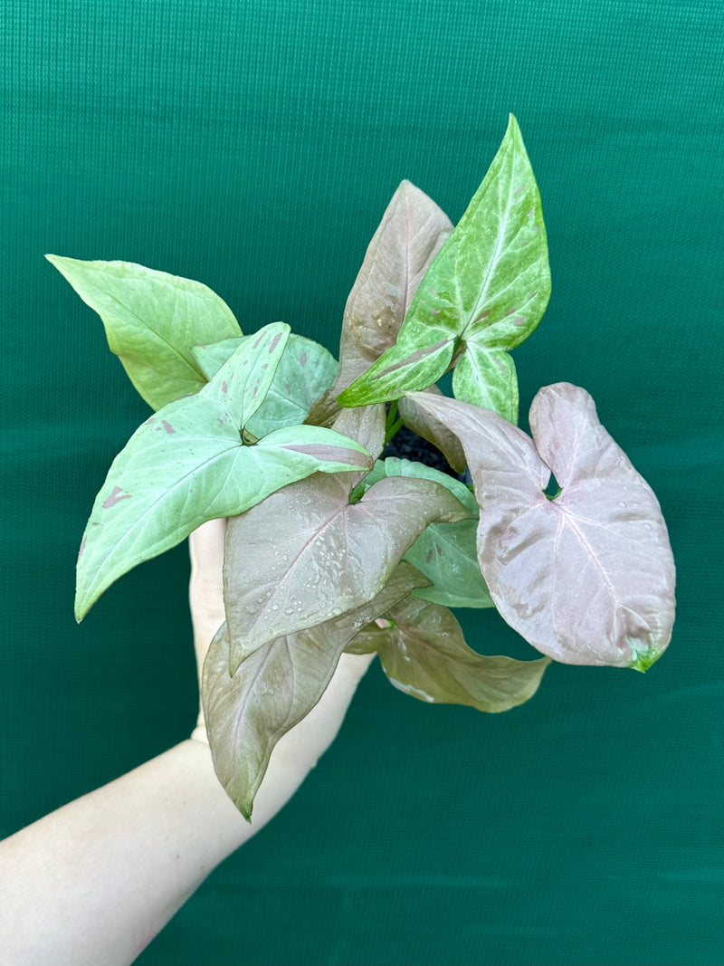 Syngonium 'Salmon Pink'