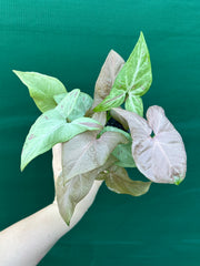 Syngonium 'Salmon Pink'