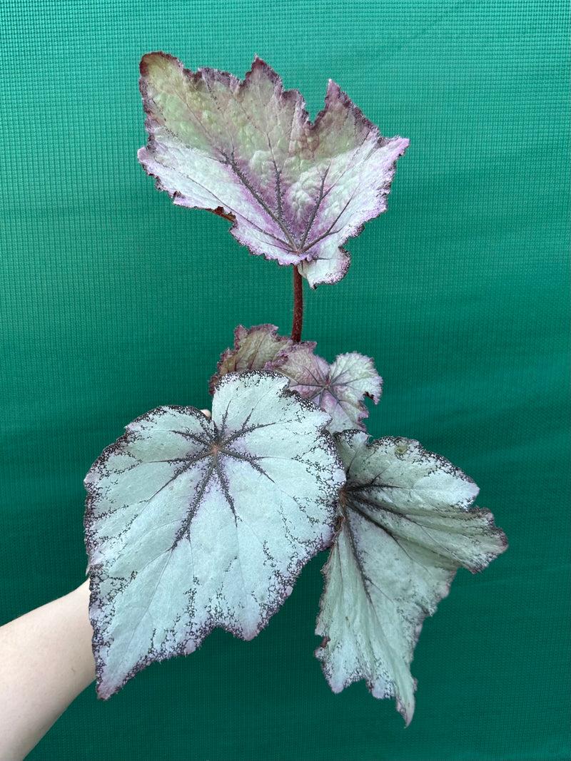 Begonia ‘Princess’