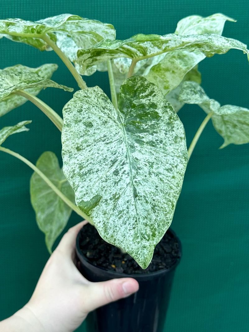 Alocasia odora batik ‘Splash’