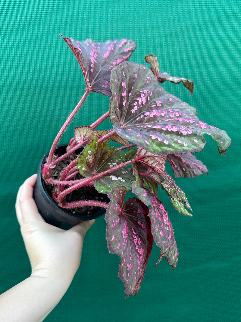 Begonia ‘Hot Pink Spotty’ NEW