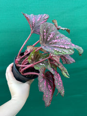 Begonia ‘Hot Pink Spotty’ NEW