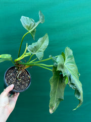 Philodendron ‘Golden Dragon’ NEW