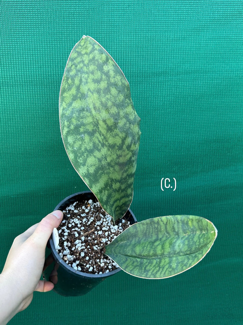 Sansevieria Masoniana ‘Mason’s Congo Paddle’ NEW