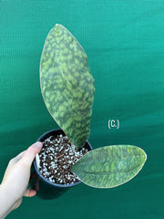 Sansevieria Masoniana ‘Mason’s Congo Paddle’ NEW