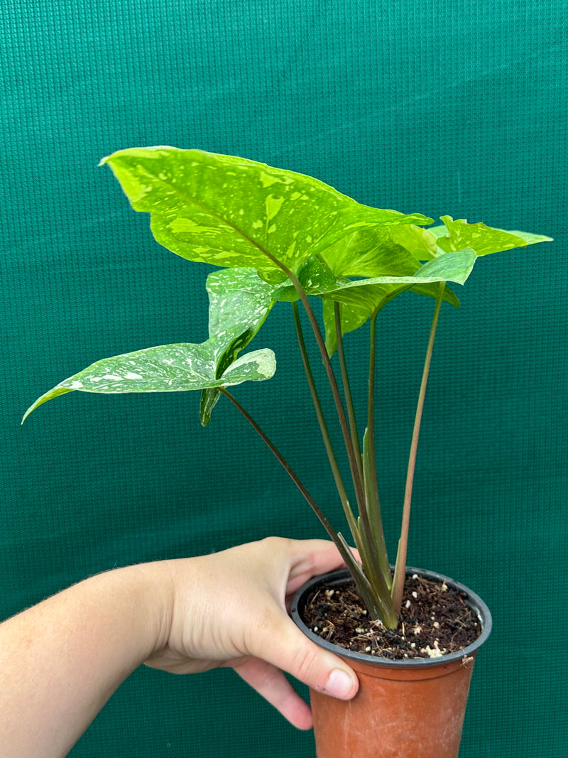 Syngonium 'Panda'