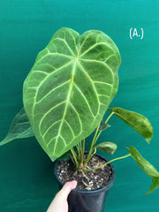 Anthurium ‘Magnificum’ NEW