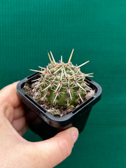 Notocactus submamulosus NEW