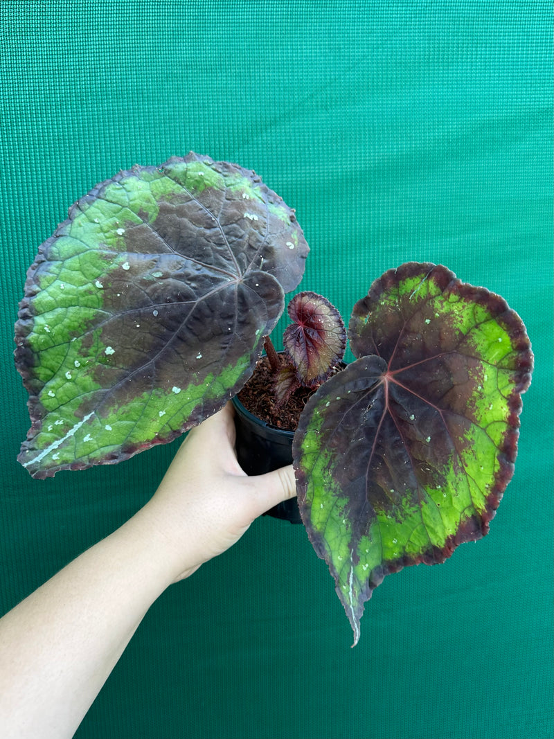 Begonia ‘Ace of Spades’