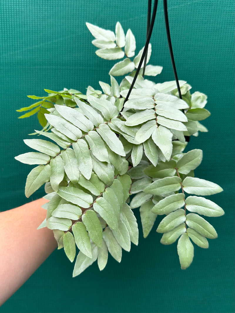 Pellaea ‘Silvery Moon’ NEW