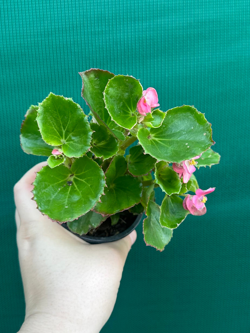 Begonia NOID 33