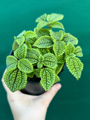 Pilea involucrata