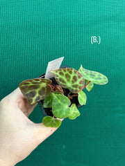 Begonia trang